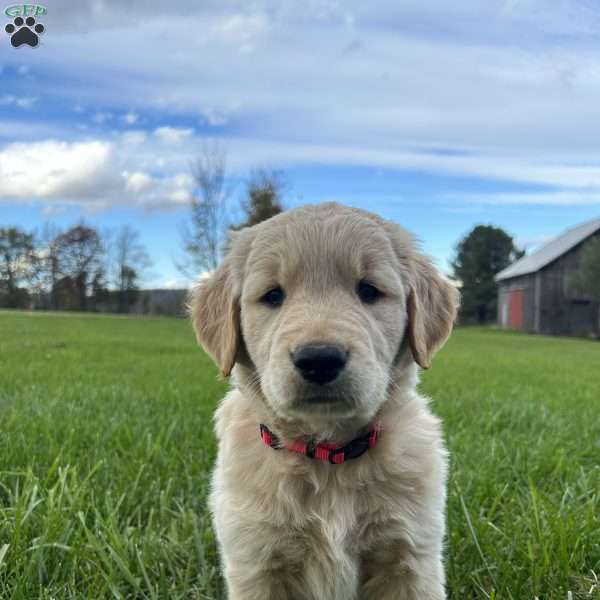 Martin, Golden Retriever Puppy